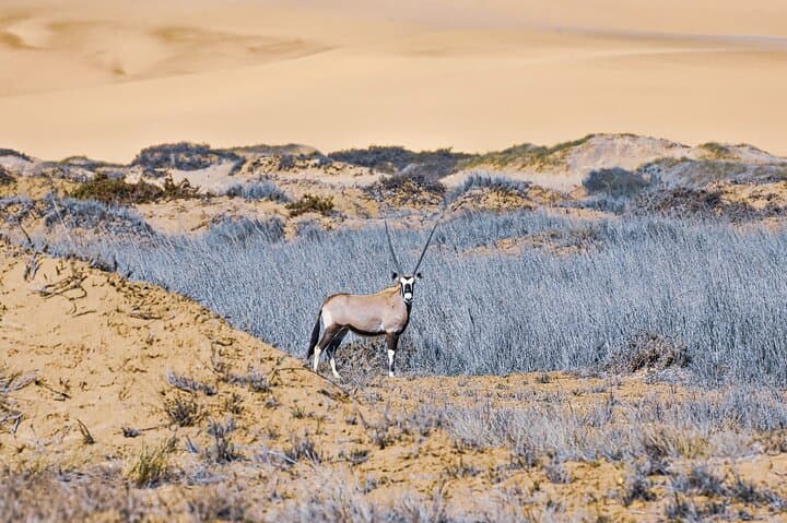 Sandwich Harbour 4x4 Adventure: Dunes, Wildlife & Ocean Views from Walvis Bay photo 5
