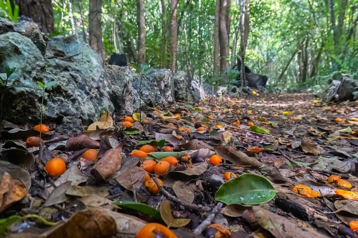 Indigenous Eyes Cenotes Eco Tour — Punta Cana Conservation & Swimming Adventure photo 3