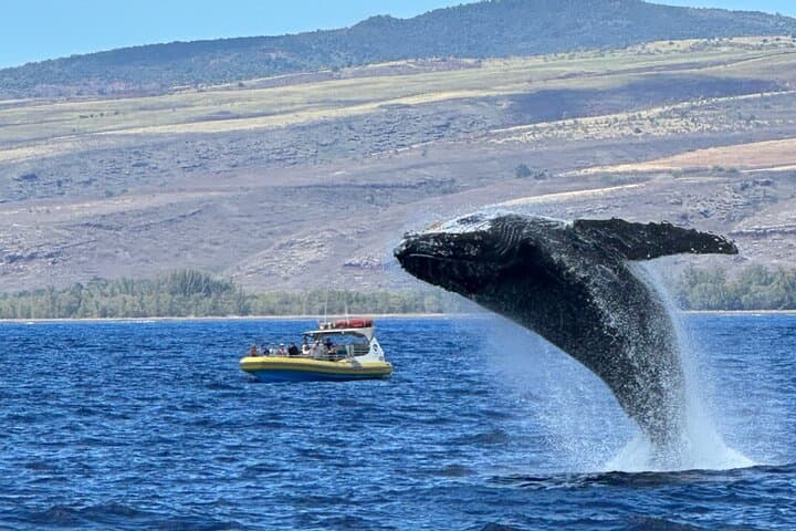 Kauai Winter Whale Watching Adventure from Port Allen Marina photo 2
