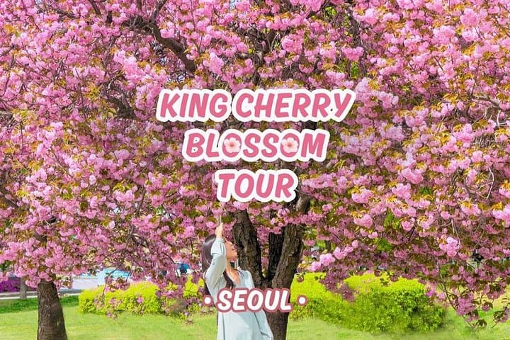 Seoul King Cherry Blossom Trail: Boramae Park to Starfield Hanam One-Day Tour photo 1