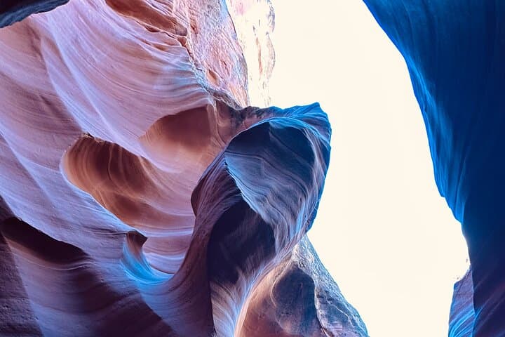 Wildlife in Page, Arizona