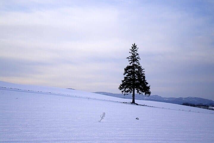 Biei & Furano Day Trip from Sapporo: Blue Pond, Lavender, and Shirahige Falls photo 1