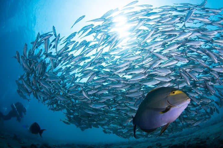 SSI Advanced Adventurer: 2-Day Diving Course at Tulamben, Bali photo 4