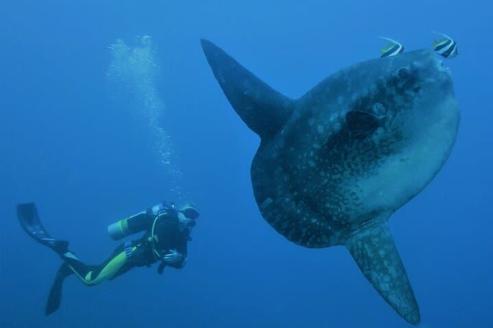 SSI Advanced Adventurer: 2-Day Diving Course at Tulamben, Bali photo 6