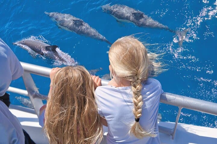 Hole in the Rock Dolphin Cruise from Auckland — Bay of Islands Day Trip photo 6