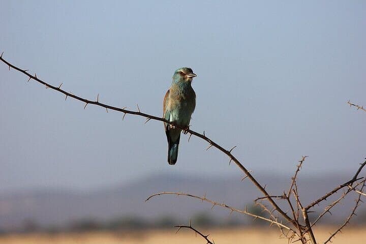 Full-Day Private Safari: Tsavo East National Park from Diani photo 5