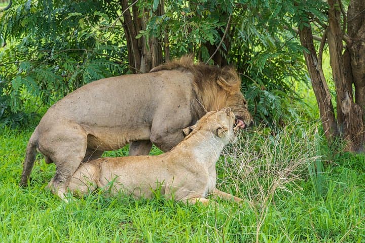 Mikumi Luxury Day Safari with Photographer from Zanzibar photo 4