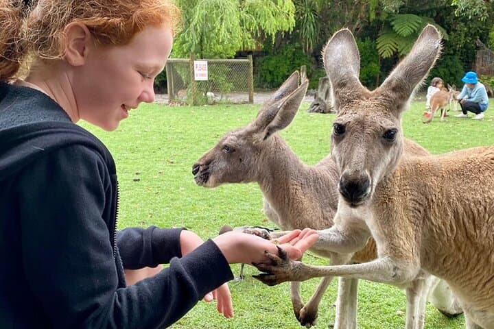 Perth Bespoke City & Surrounds Day Tour — Beaches, Wildlife and Kings Park photo 1