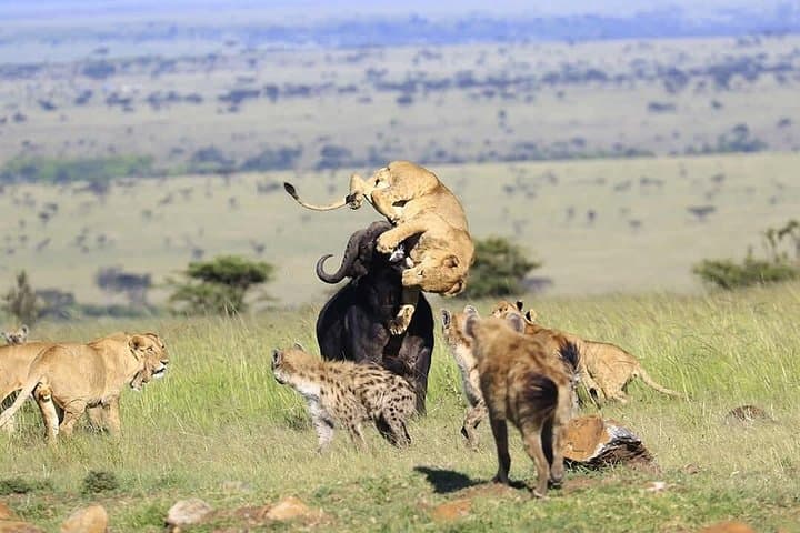 3-Day Masai Mara Safari: Big Five, Maasai Culture & Game Drives photo 4