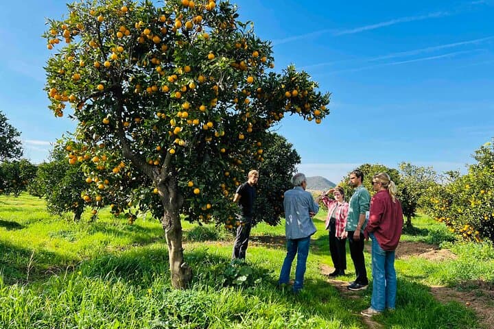 Organic Orange Picking & Jam Making in Silves — Farm-to-Table Algarve Experience photo 2