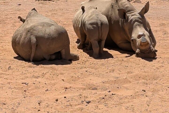 Sunset Big Five Safari at Aquila Private Game Reserve — Cape Town Day Trip photo 2