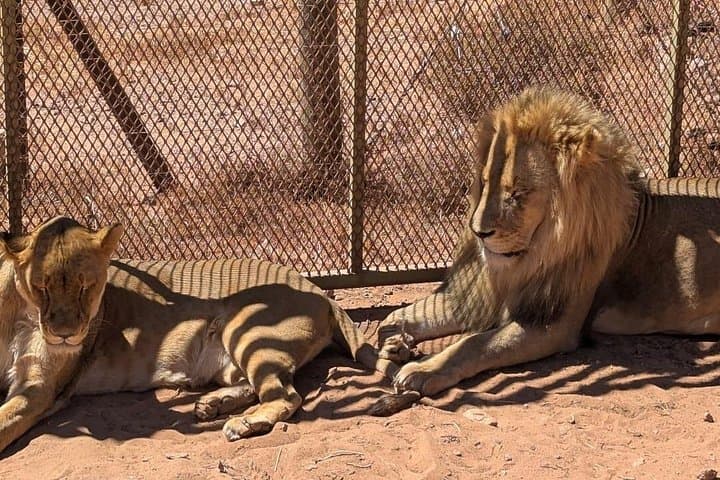 Full-Day Big 5 Safari at Aquila Game Reserve — Day Trip from Cape Town photo 2