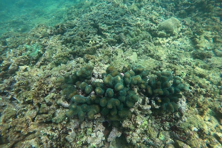 Snorkeling Unawatuna: Shallow Coral Reefs, Guided Lessons & Boat Ride photo 4