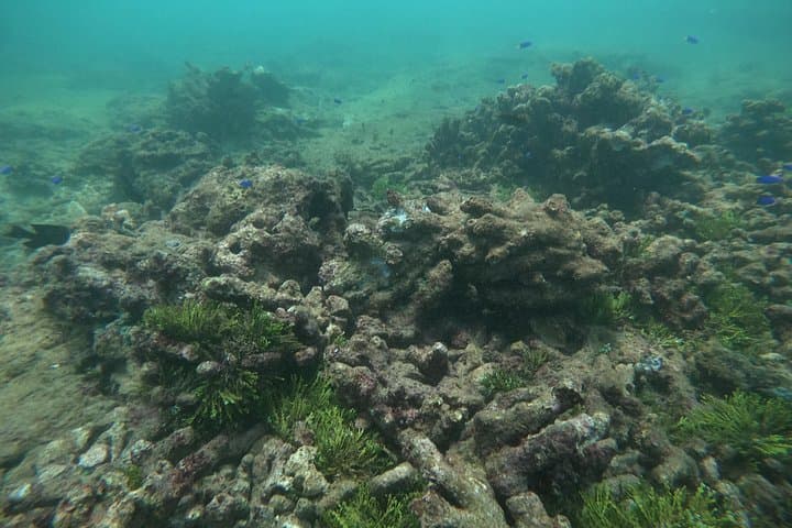 Snorkeling Unawatuna: Shallow Coral Reefs, Guided Lessons & Boat Ride photo 6