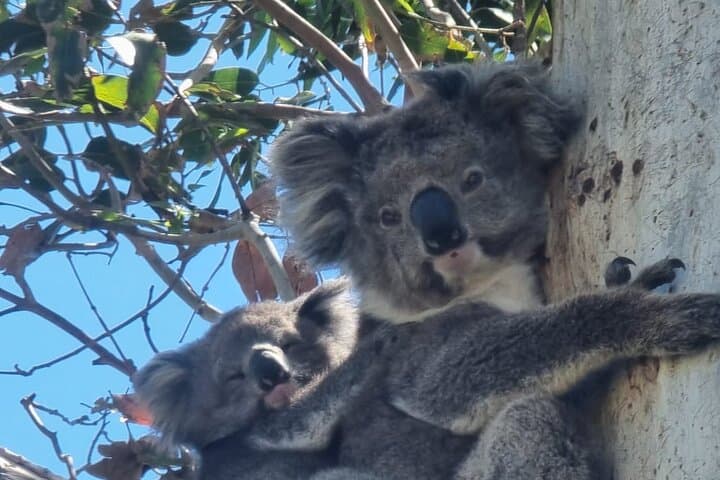 Reverse Great Ocean Road Tour from Melbourne to the Twelve Apostles — Small Group Luxury photo 6