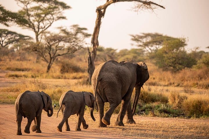 Budget 5-Day Camping Safari: Serengeti, Ngorongoro & Tarangire photo 2