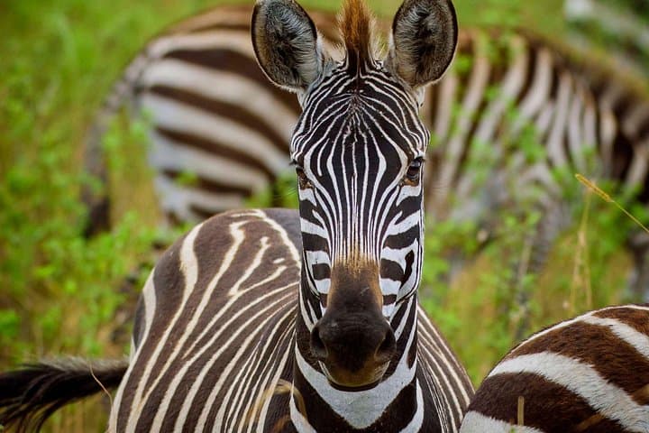 5-Day Budget Camping Safari in Serengeti, Ngorongoro & Tarangire photo 3