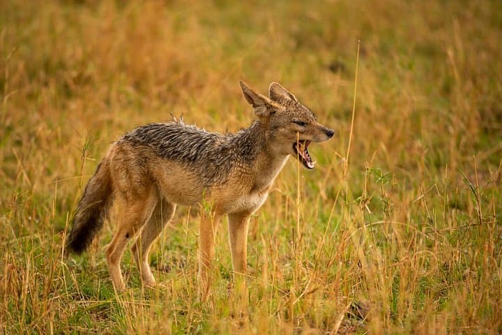 Budget 5-Day Camping Safari: Serengeti, Ngorongoro & Tarangire photo 1