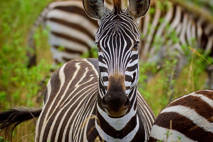 Budget 5-Day Camping Safari: Serengeti, Ngorongoro & Tarangire photo 3