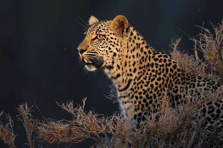 4-Day Tremisana Big 5 Safari — Kruger Game Drives, Bush Walks & Night Drives photo 3
