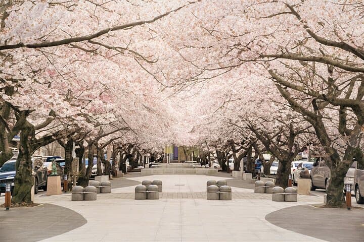 Jinhae Cherry Blossom Day Trip from Busan: Full-Day Spring Sakura Experience photo 6