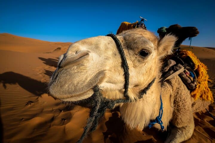Dubai Red Dune Safari: All-Inclusive Evening Dune Bashing & BBQ photo 5