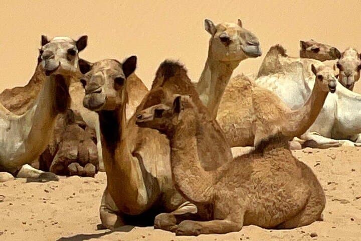 Evening Desert Safari in Dubai — Sunset Dune Bashing, Camel Rides & Premium Camp photo 4