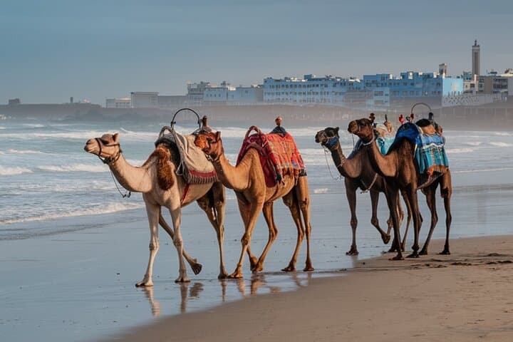 Essaouira Beach Camel Rides — Atlantic Coast, Dunes & Forest Trails photo 3