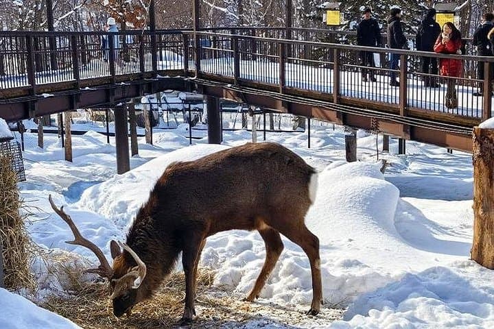 Asahiyama Zoo & Biei Elf Terrace: Full-Day Wildlife and Flower Fields from Sapporo photo 2