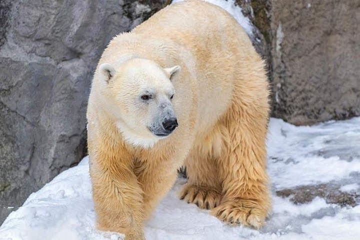 Asahiyama Zoo & Biei Elf Terrace: Full-Day Wildlife and Flower Fields from Sapporo photo 3