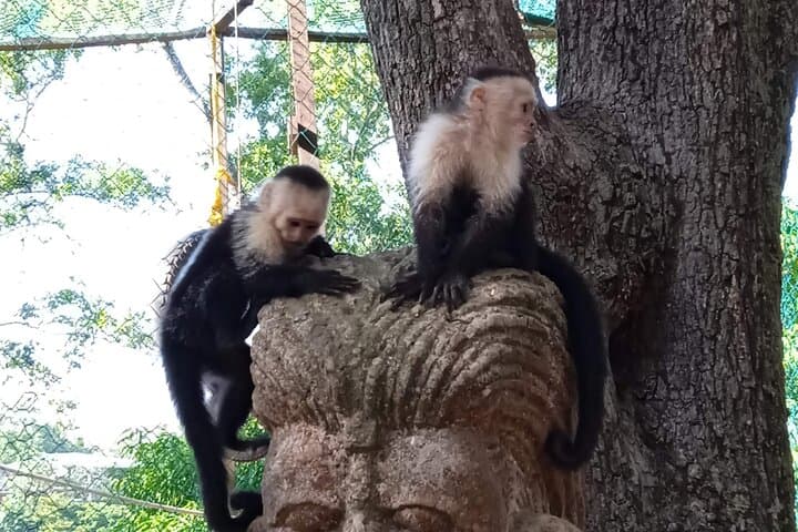 Roatan Mega Combo: Zipline, Sloth Encounters & Barrier Reef Snorkel photo 3
