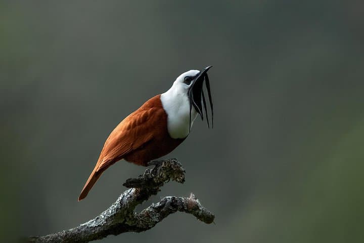 Full-Day Monteverde Birding Expedition: See Quetzals and Bellbirds with Free Binoculars photo 3