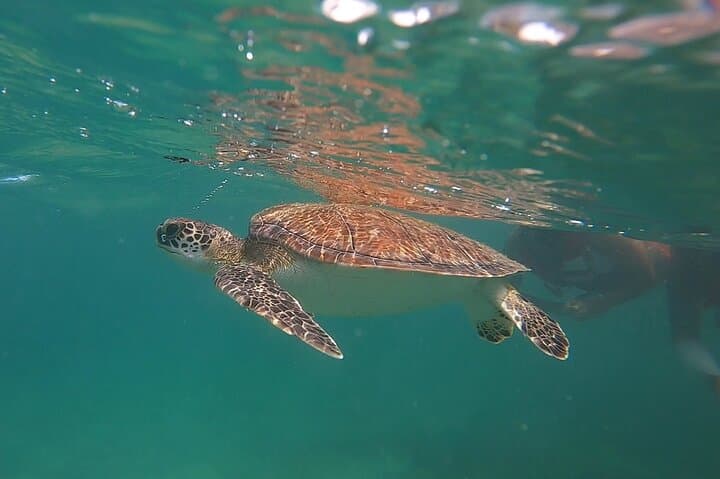 VIP Turtle Snorkel in San Juan: Shore Tour with Free Video