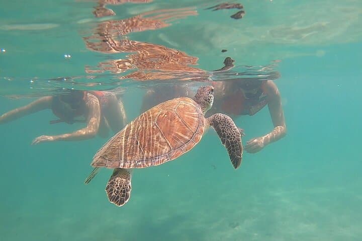 VIP Turtle Snorkel in San Juan: Shore Tour with Free Video photo 3