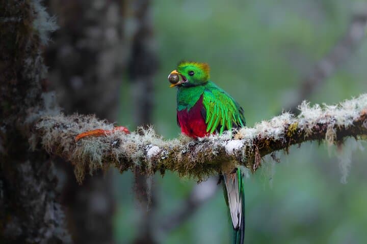 Monteverde Cloud Forest Birding Tour — Quetzals, Hummingbirds & Free Binoculars photo 2