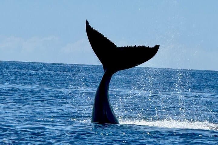 Lahaina 2-Hour Afternoon Whale Watch — Small-Group Boat Tour with Hydrophone photo 6