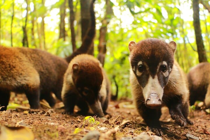 Curicancha Cloud Forest Walk in Monteverde — Guided Nature Walk with Free Binoculars photo 4