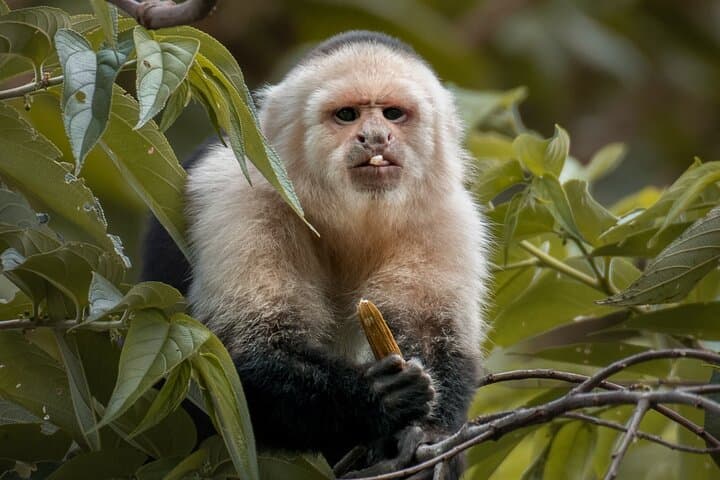 Curicancha Cloud Forest Walk in Monteverde — Guided Nature Walk with Free Binoculars photo 5