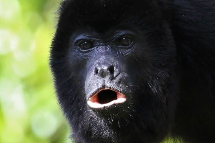 Curicancha Cloud Forest Walk in Monteverde — Guided Nature Walk with Free Binoculars photo 6