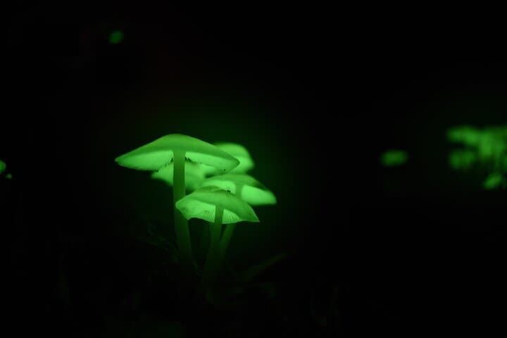 Monteverde Night Vision Wildlife Walk — Exclusive Small-Group Cloud Forest Tour photo 2
