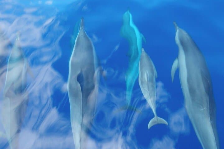 Maui Eco-Raft Dolphin Watch: Lahaina Zodiac Sightseeing Tour photo 4