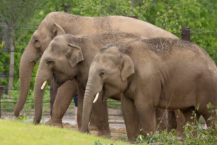 Overnight Elephant Conservation Experience at Nam Pouy — 2-Day Tour from Luang Prabang
