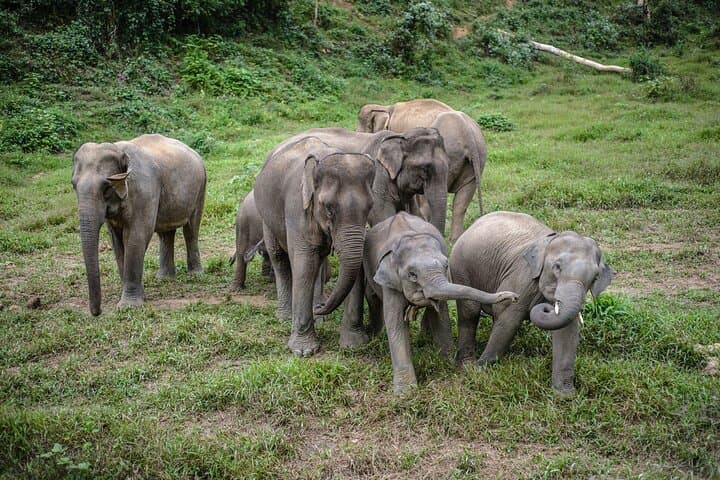 Overnight Elephant Conservation Experience at Nam Pouy — 2-Day Tour from Luang Prabang photo 4