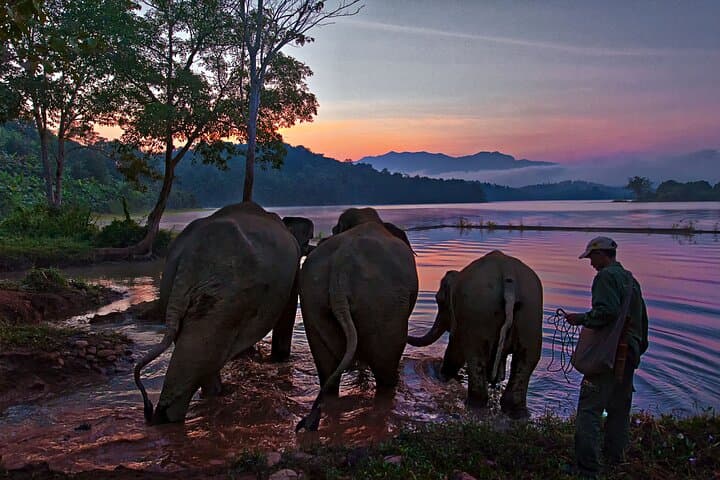 Overnight Elephant Conservation Experience at Nam Pouy — 2-Day Tour from Luang Prabang photo 5