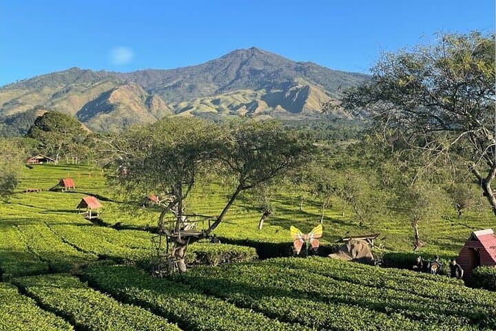 Malang Tea Plantation & Bee Farm: Half-Day Cultural Nature Tour photo 4