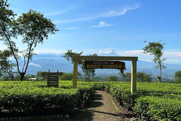 Malang Tea Plantation & Bee Farm: Half-Day Cultural Nature Tour photo 2