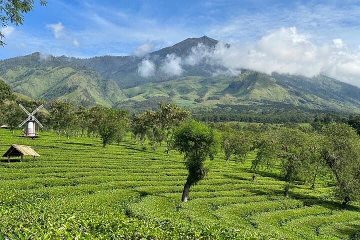 Malang Tea Plantation & Bee Farm: Half-Day Cultural Nature Tour