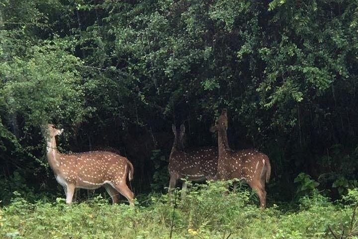 Private Udawalawe Safari: Elephant Encounters & Wildlife Jeep Tour photo 2