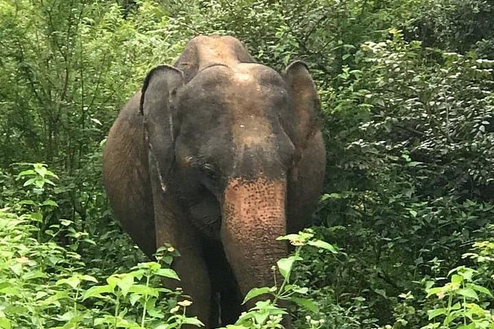 Private Udawalawe Safari: Elephant Encounters & Wildlife Jeep Tour photo 3