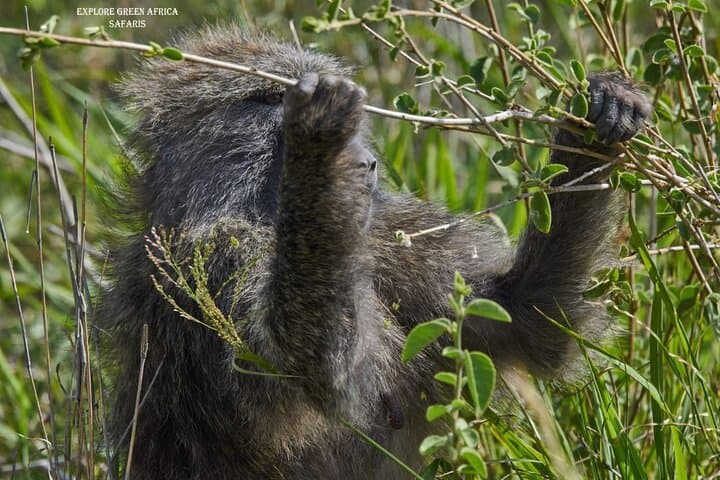 7-Day Luxury Safari: Serengeti, Tarangire & Ngorongoro Crater